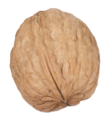 Inshell Walnuts, kabuklu ceviz , gazelligrup